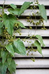 実のついた蔓植物