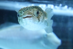 フグ