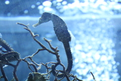 タツノオトシゴ