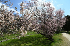 ２種の桜