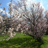 ２種の桜