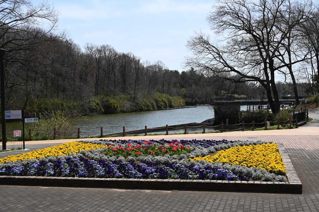 花壇（武蔵野森林公園）2020