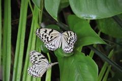 昆虫の森