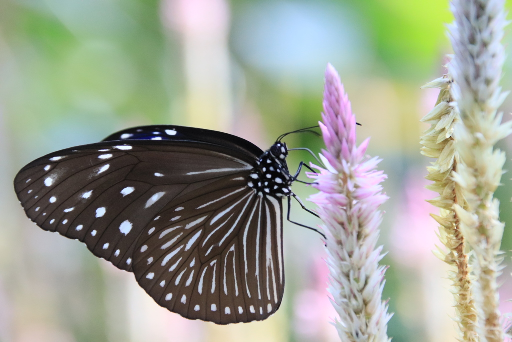 昆虫の森