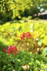 彼岸花と蓮根