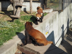 レッサーパンダの戯れ