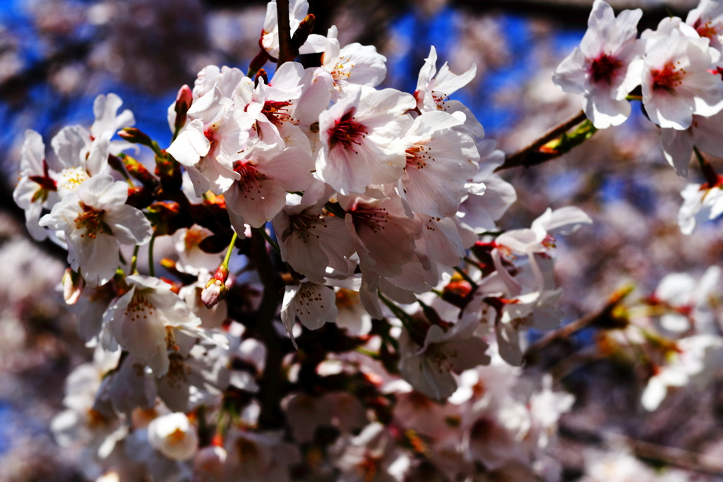 桜満開(●⌒∇⌒●) わーい