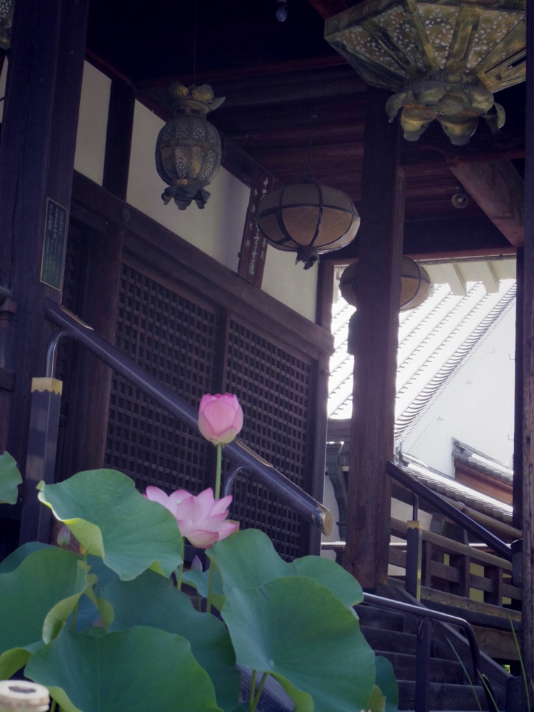 平野 全興寺の蓮
