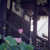 平野 全興寺の蓮