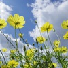 花の難しさを痛感
