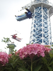 紫陽花と遊園地