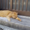 大地主さん