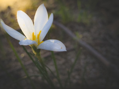 公園の花