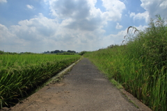 田舎の風景