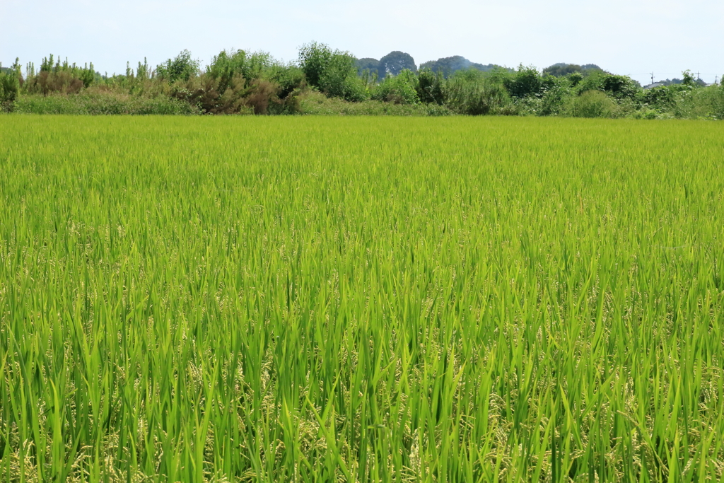 田舎の風景（稲穂）