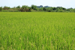 田舎の風景（稲穂）