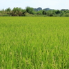 田舎の風景（稲穂）