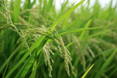 稲穂