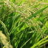 稲穂