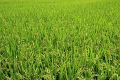 田舎の風景（稲穂）