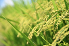 稲穂