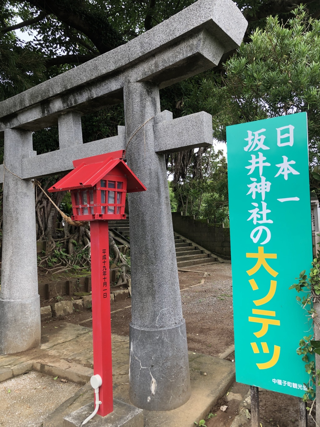 日本一の大ソテツ