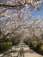桜  番所ヶ丘公園