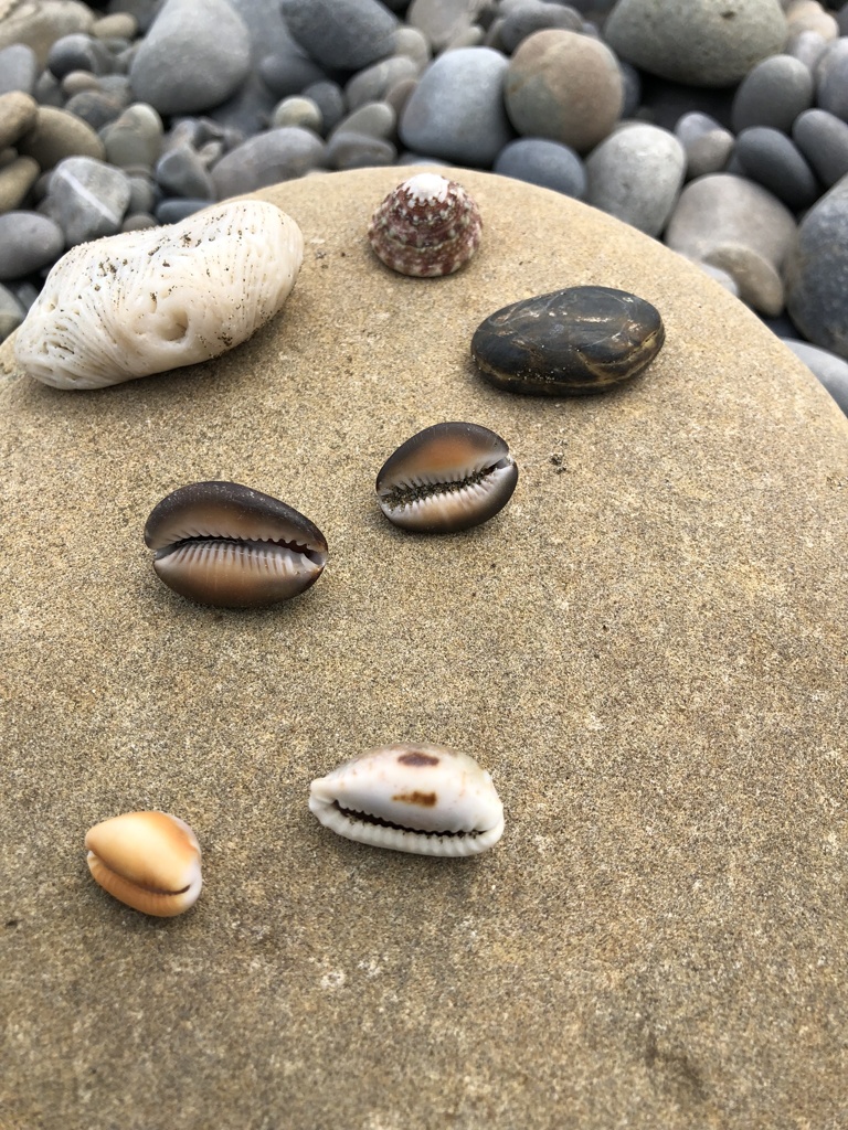 ステキな貝殻