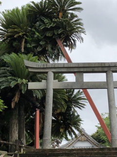 日本一の坂井神社の大ソテツ