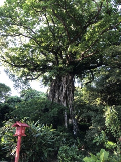 奥神社の巨木