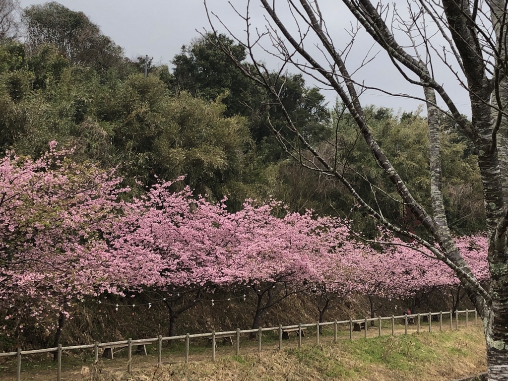 古田の桜まつり