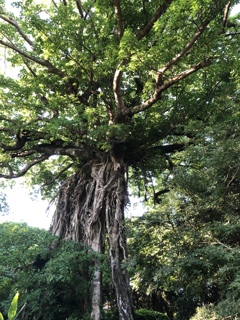 奥神社の巨木