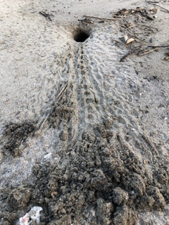 カニの穴