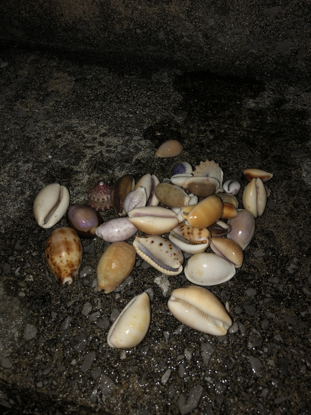 今日の貝がら採集