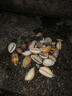 今日の貝がら採集