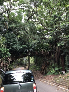 アコウのアーチ