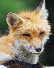 蔵王キツネ村