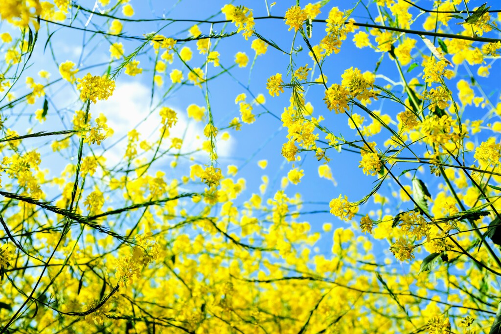 黄色い花と青空