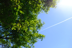 新緑と飛行機雲 #1
