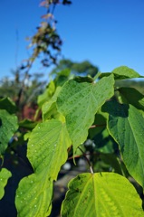 Green at 平和公園 名古屋