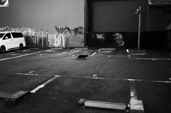 コインパーキングの黒猫 at 大須