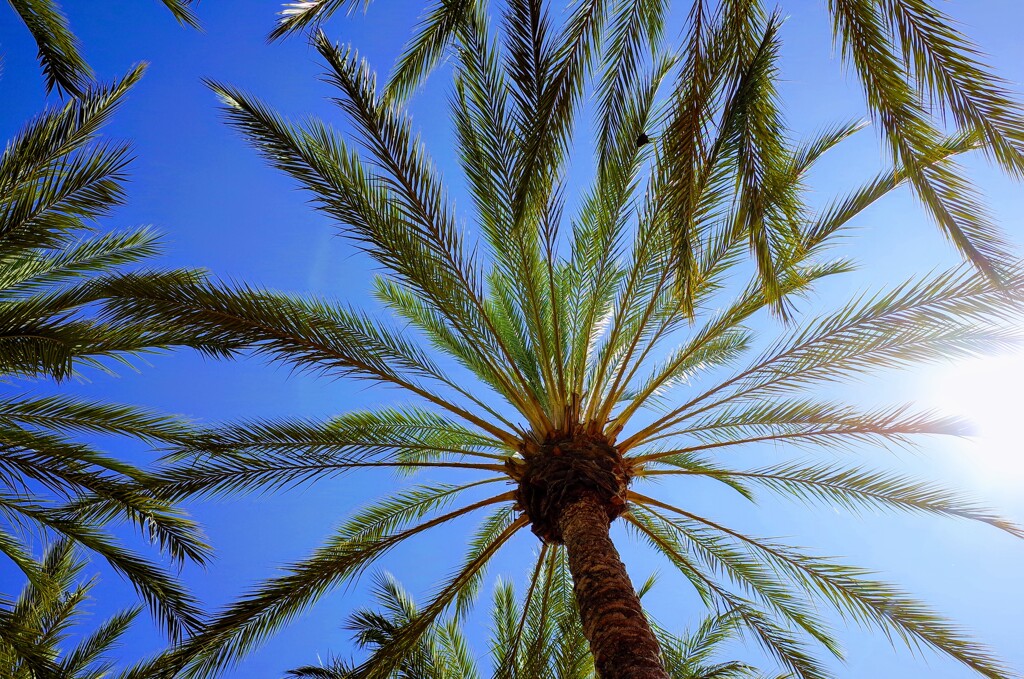 PALM TREE