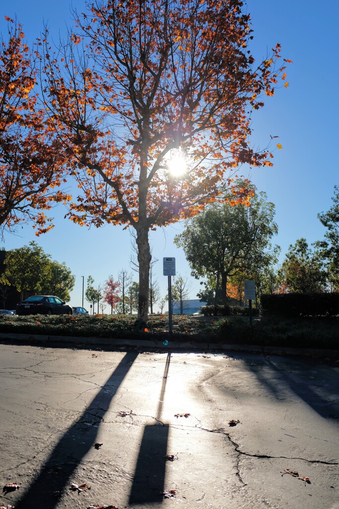 カリフォルニアのなんちゃって紅葉