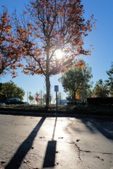 カリフォルニアのなんちゃって紅葉
