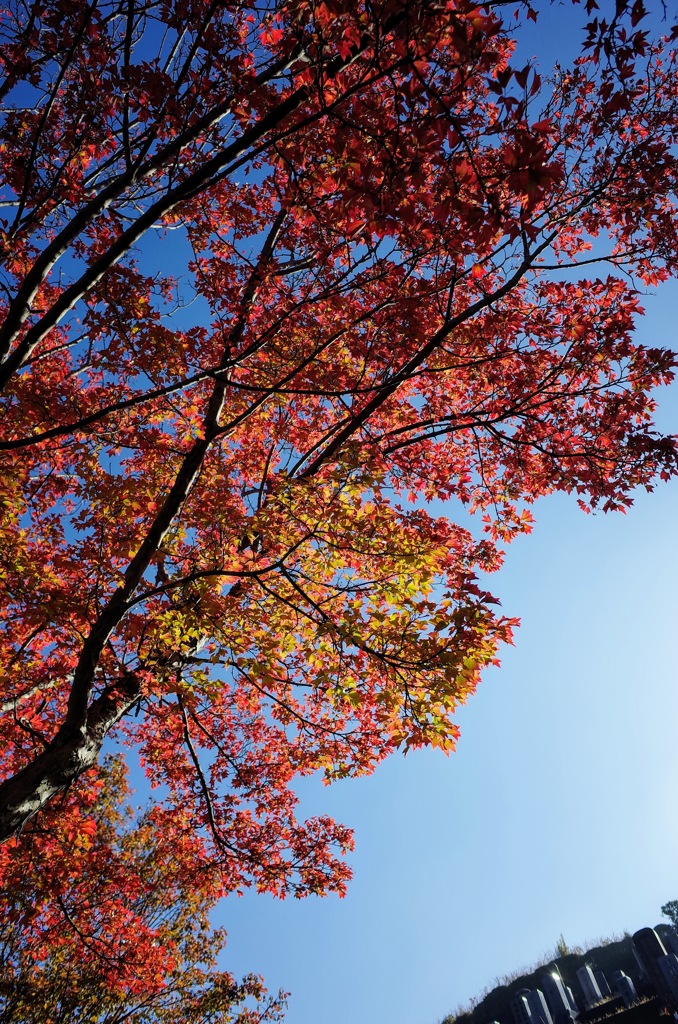 紅葉 at 平和公園 名古屋