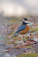 ヤマガラ　　IMG-250319