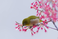 メジロ　　IMG-250320