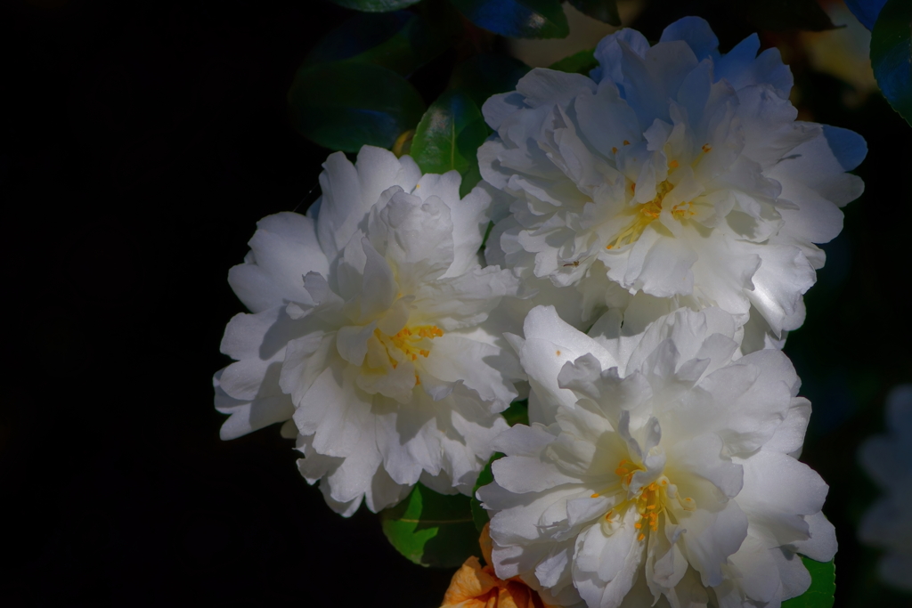 山茶花   　IMG-250116