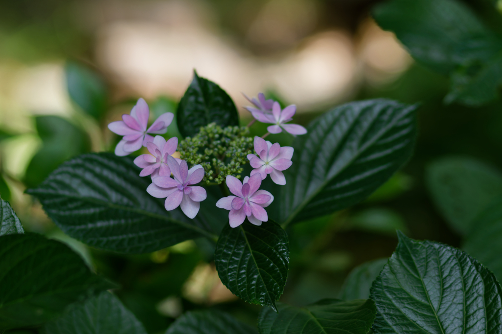 アジサイ②　IMG-0613