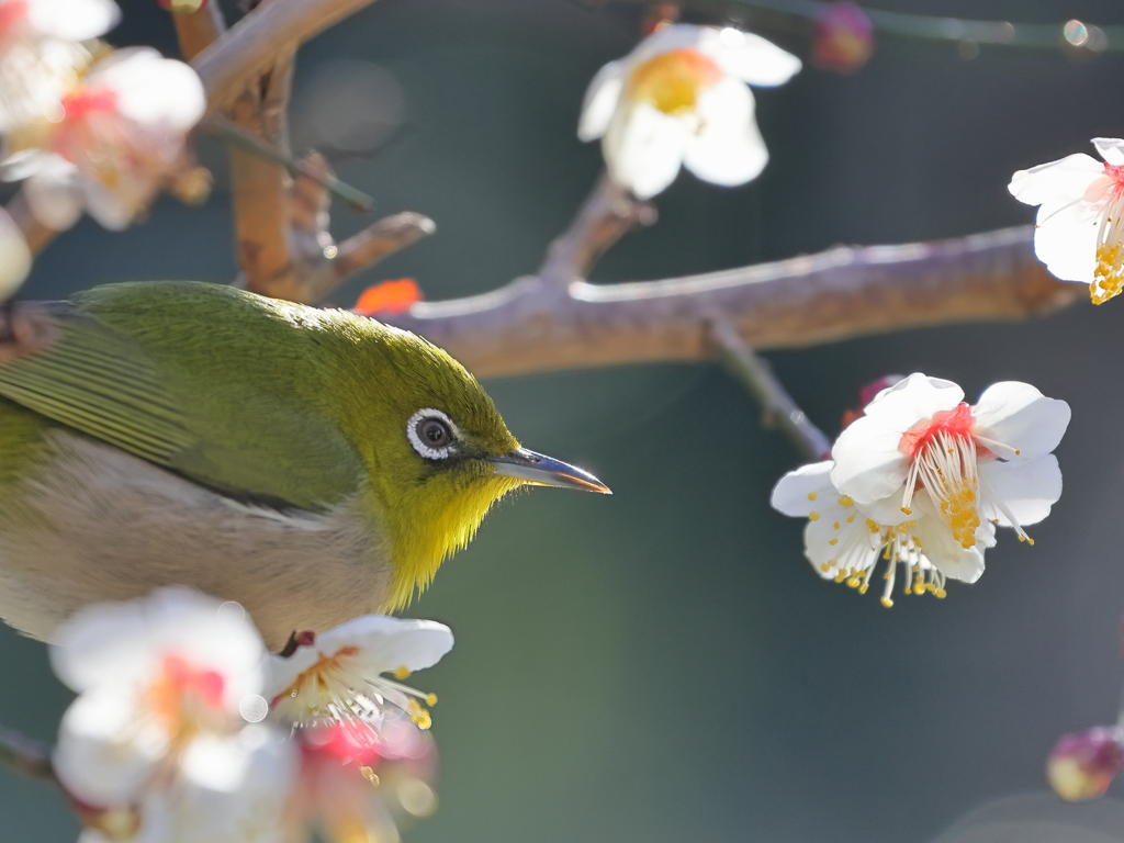 メジロと梅     　IMG-0218